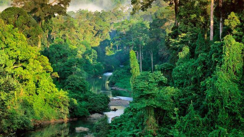 Menelusuri Keindahan Alam Kalimantan: Hutan Hujan yang Menakjubkan